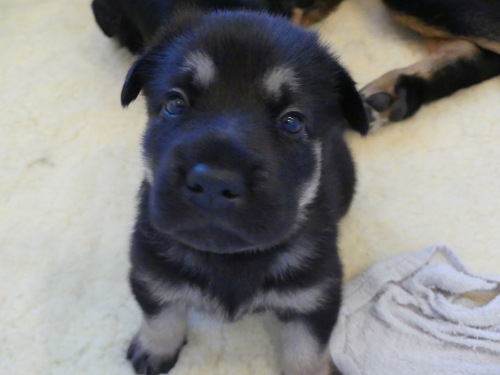 chinook dog